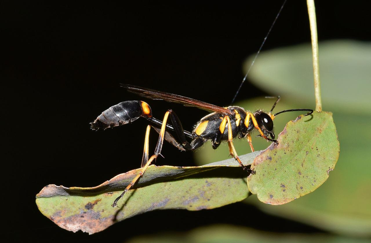 The mud dauber wasp builds nests out of the mud