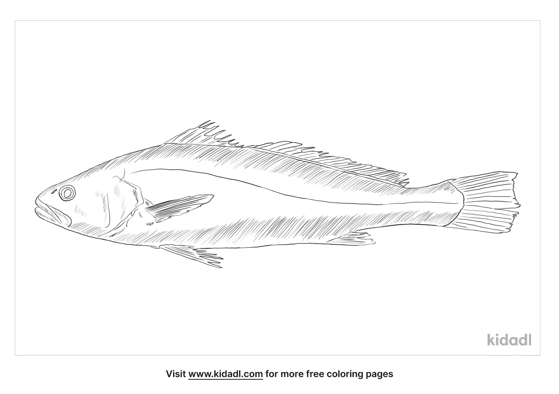Mulloway Coloring Page
