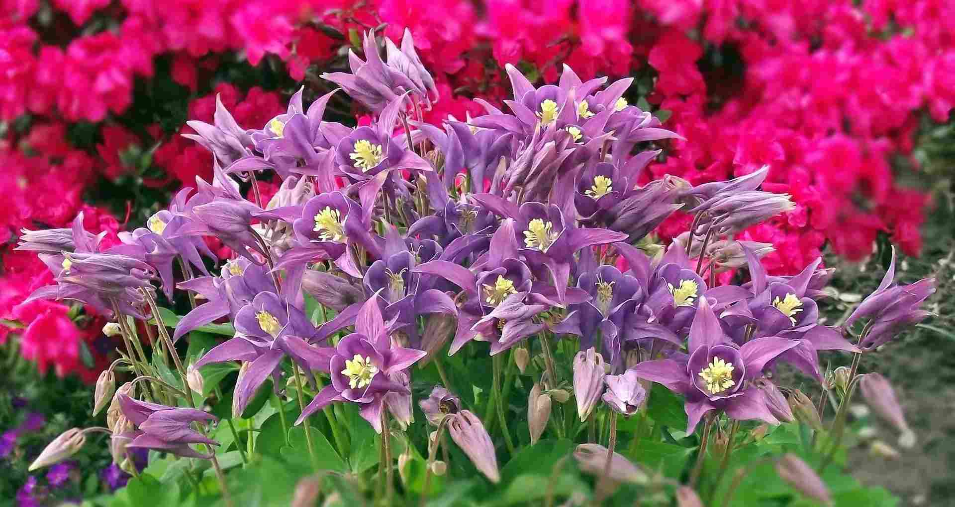 They belong to the Aquilegia genus of the family Ranunculaceae
