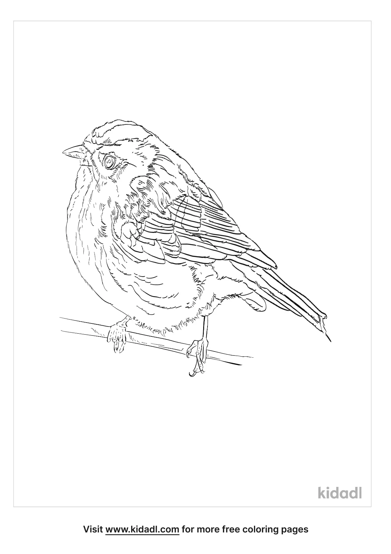 Yellow-Breasted Finch Coloring Page | Free Birds Coloring Page | Kidadl