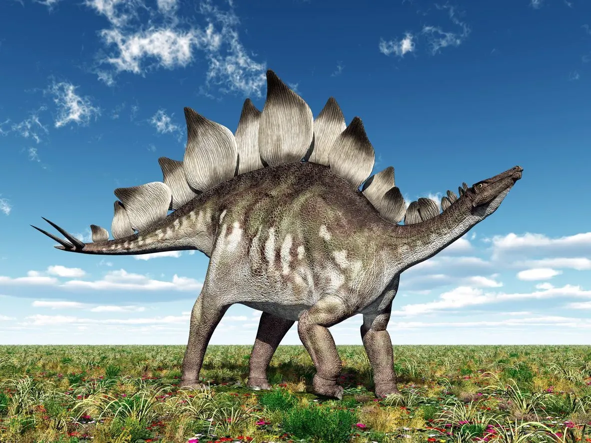 Curious to unveil the mystery behind Stegosaurus brain? Read these Stegosaurus brain facts about the prehistoric creature that lived during the Late Jurassic around 155-145 million years ago.