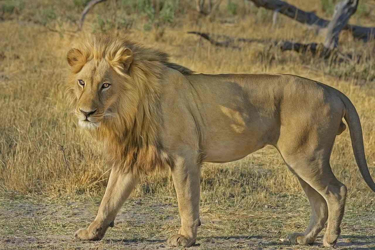 Who Is The King Of The Jungle? Interesting Facts For Kids | Kidadl