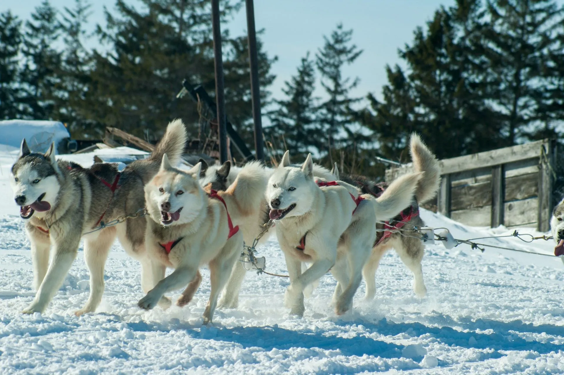 Sled dogs have been known to be very useful in areas with snow.