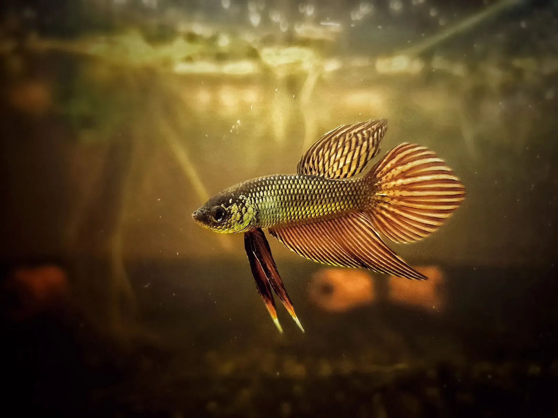 Keep an eye on your fish for around two weeks after you notice changes. It is advised that they be left alone in the hospital tank.