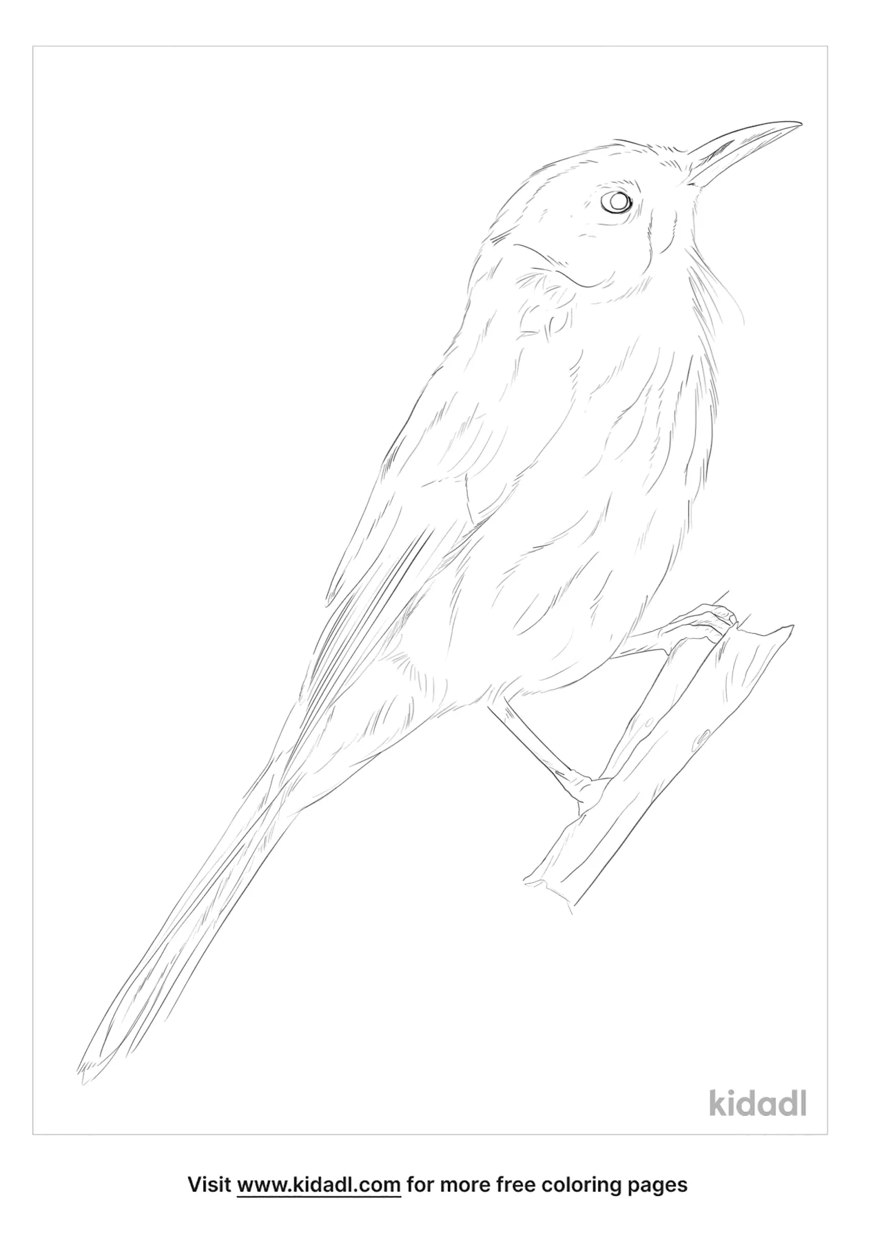 Free New Holland Honeyeater Coloring Page | Coloring Page Printables ...