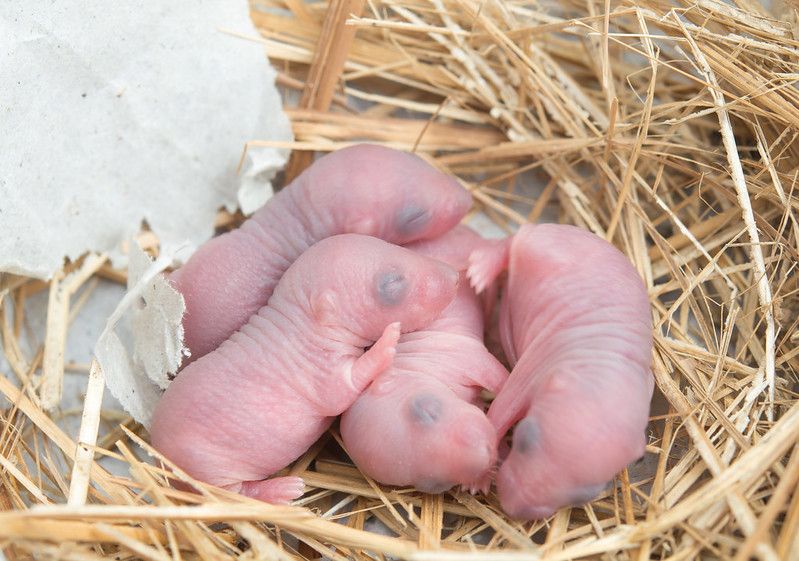 New born mice babies in the nest.