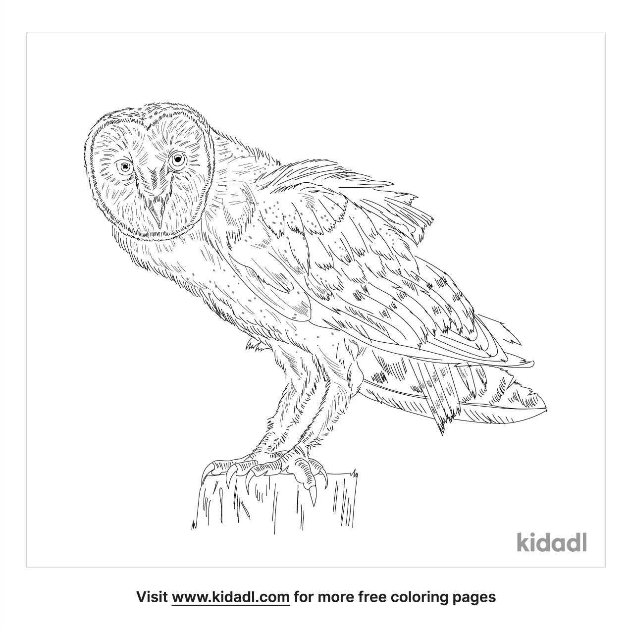 North American Barn Owl Coloring Page