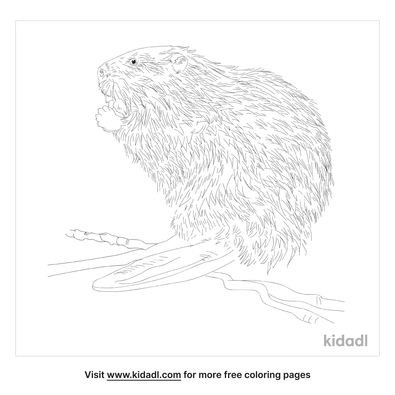 North American Beaver Coloring Page