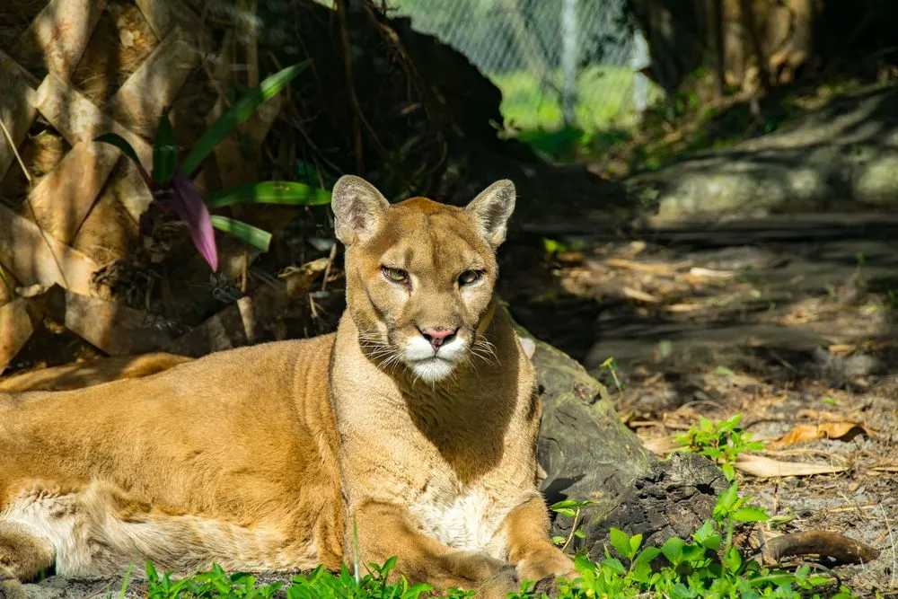 The Florida Panther is a North American cougar