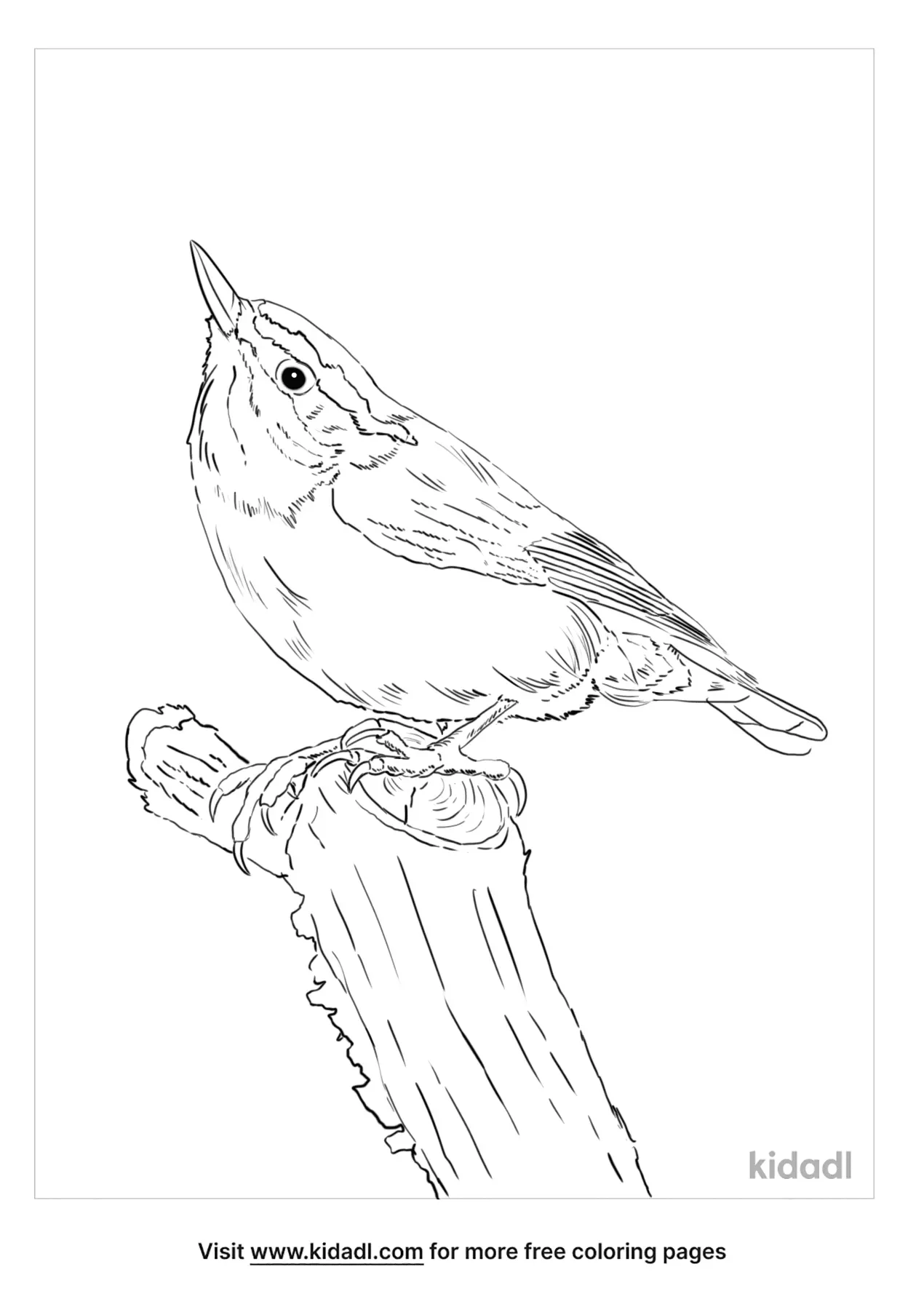 Black-Capped Sparrow Coloring Page | Free Birds Coloring Page | Kidadl