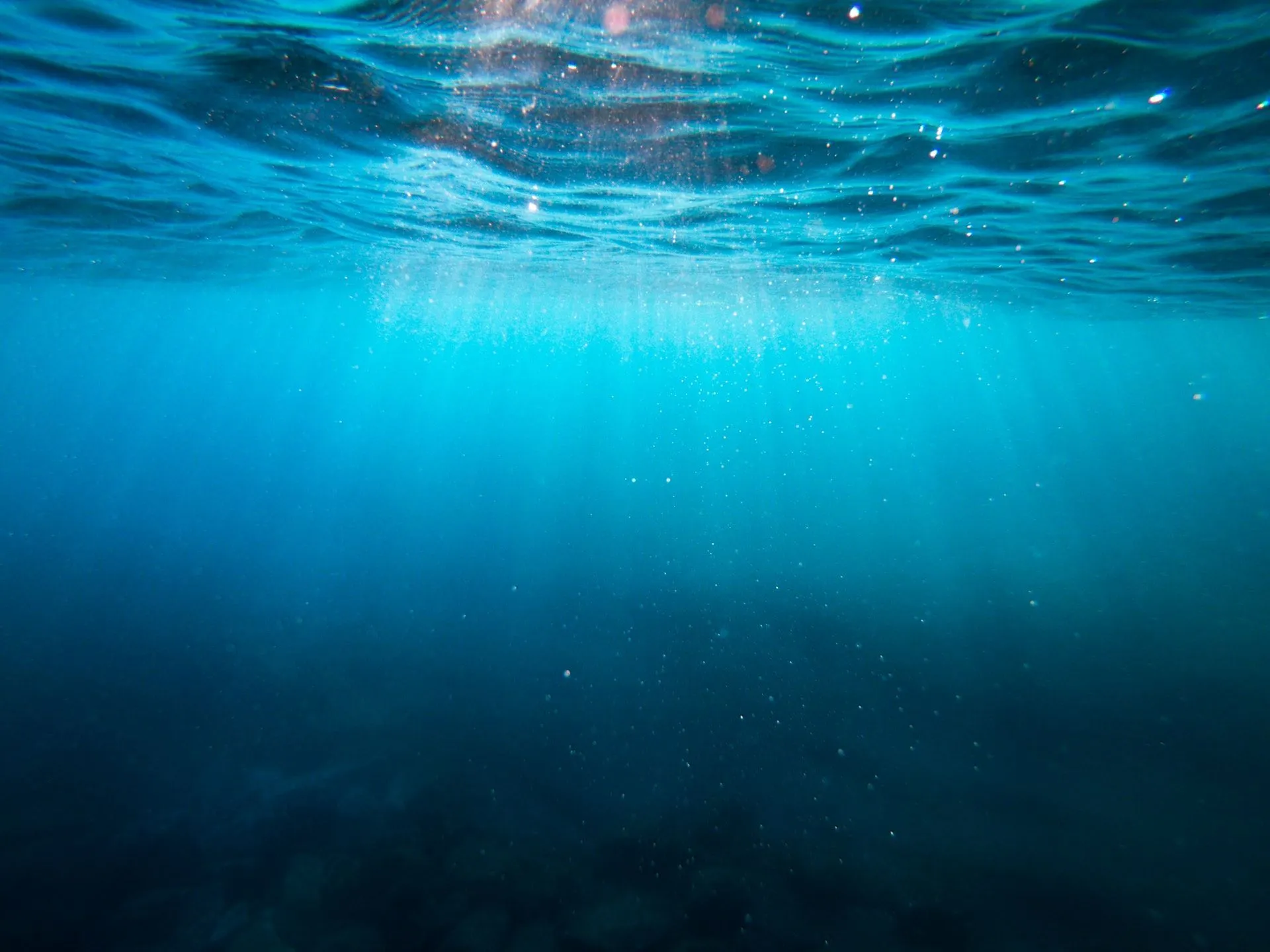 Did you know that more than half of the Earth's oxygen comes from saltwater bodies?