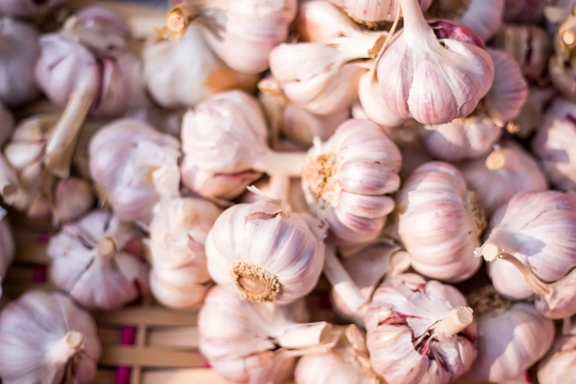 The scientific name of garlic is Allium sativum, a part of the Onion family known as Alliaceae.