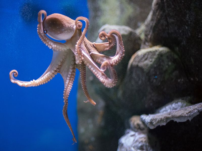 Octopus underwater close up portrait detail.
