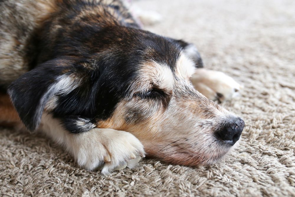 do-dogs-know-when-another-dog-has-died