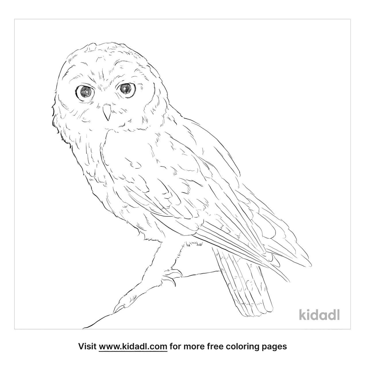 Omani Owl Coloring Page