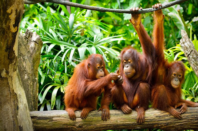 Group of orangutans sitting on tree.