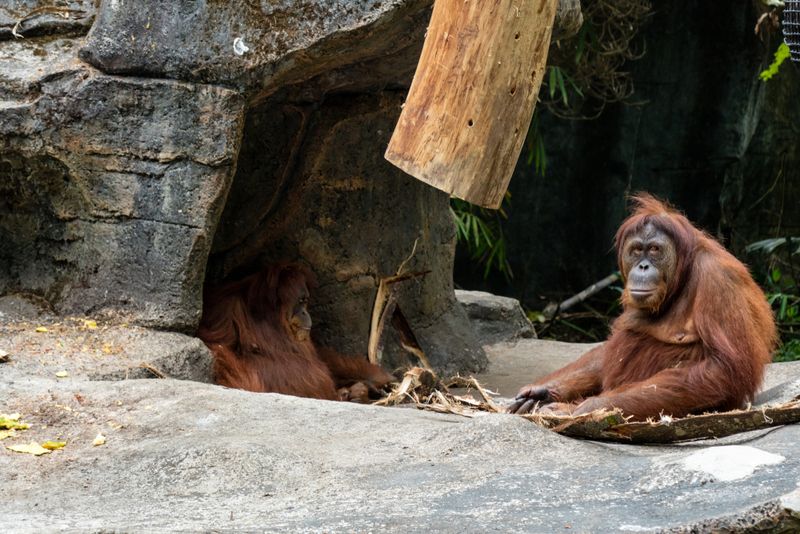 Sumatran orangutans relaxing.