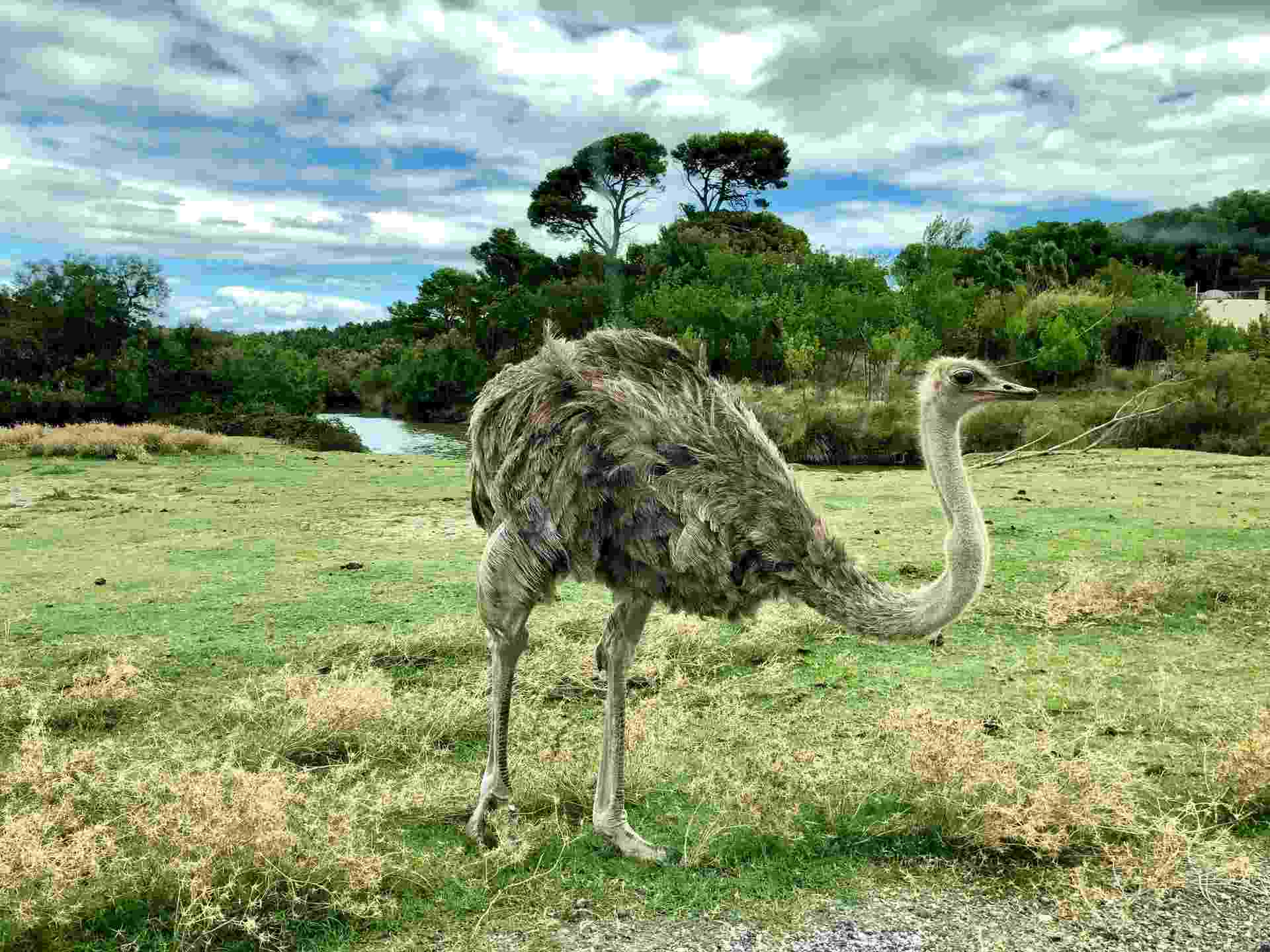 An ostrich is easily recognizable due to its extraordinarily long legs
