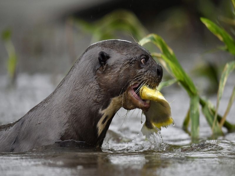 Giant Otter in the water eating a fish