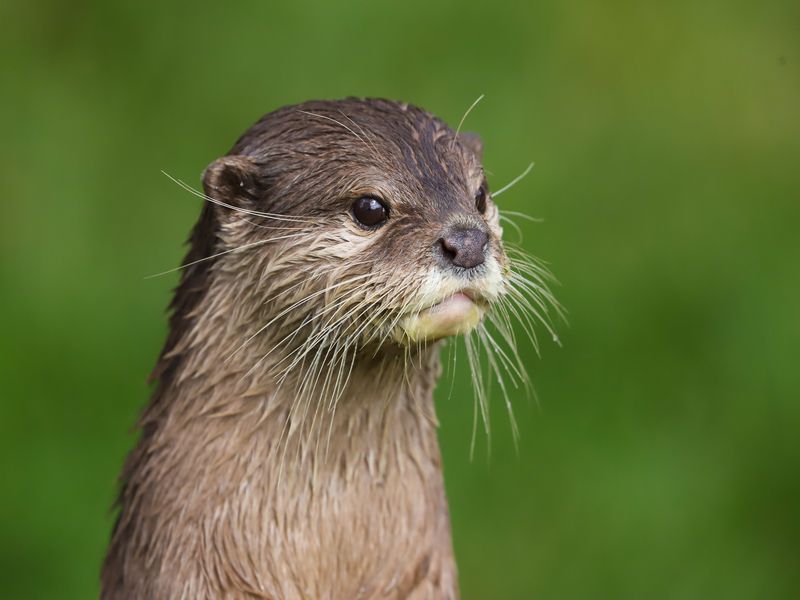 Close up of Asian Short Clawed Otter.