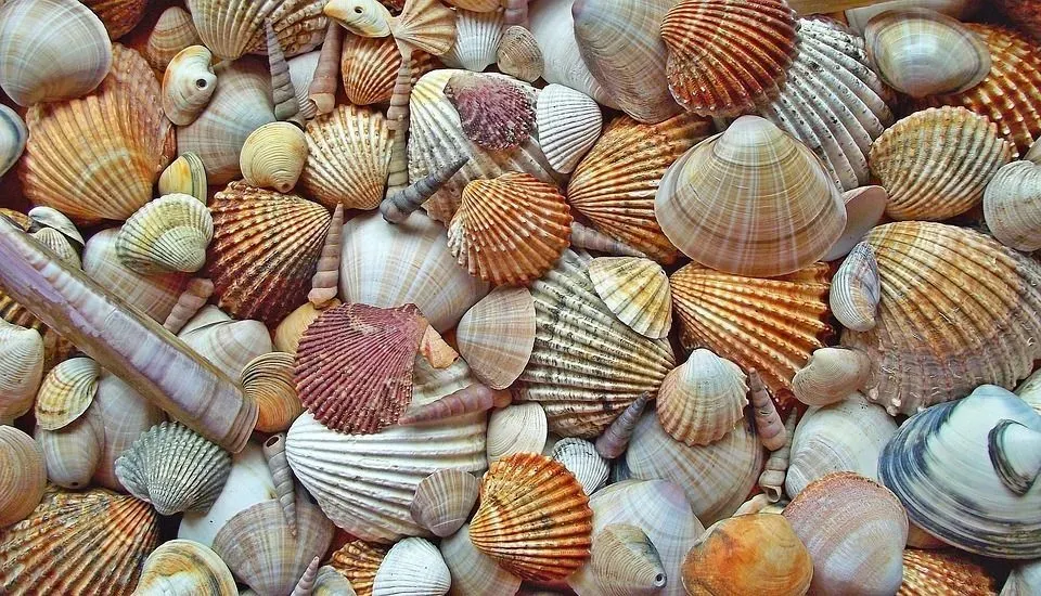 If you've ever been curious to know 'where do seashells come from?' our fun facts will help you find out.