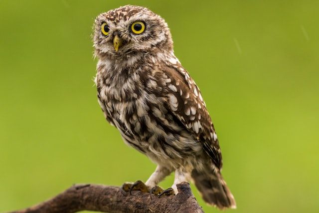 Owls can turn their head up to 270 degrees.