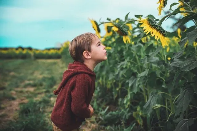 A boy patiently looking at the sunflower