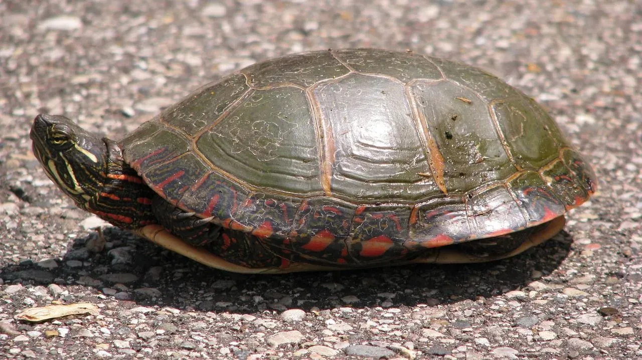 Females require good exposure to sun and soft soil for their nest.