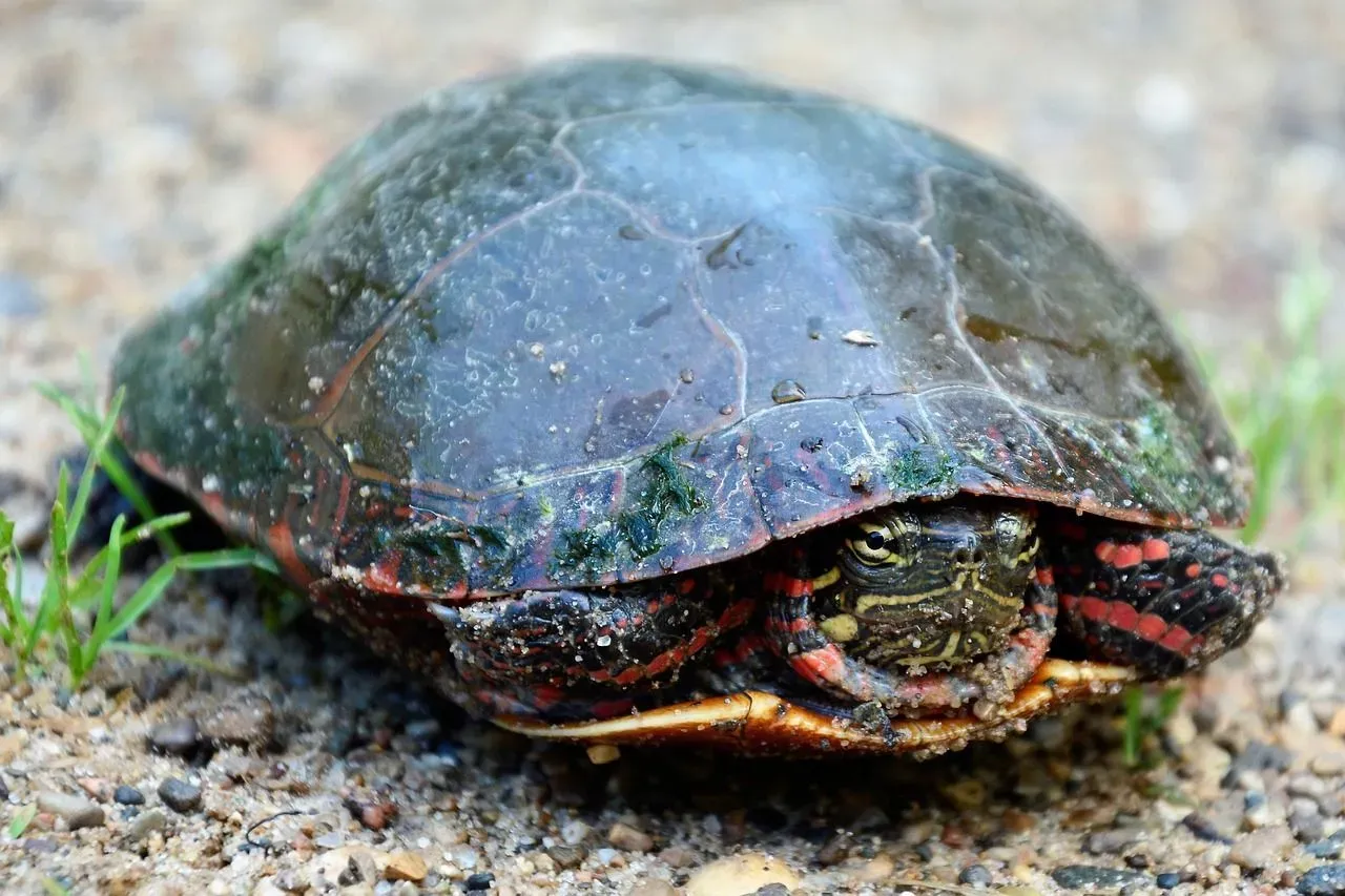 Painted turtle eggs in water can be found in the wildlife.