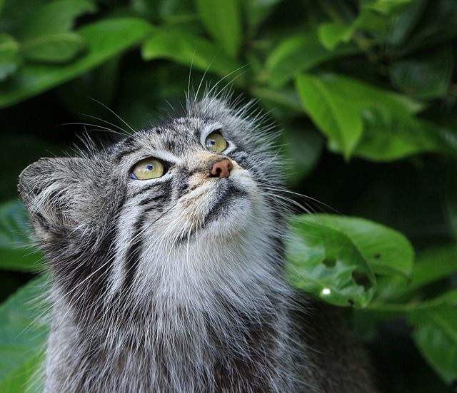 Fun Pallas's cat facts that will amaze you.