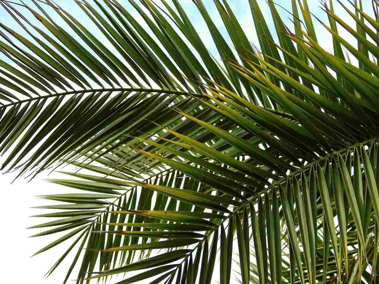 pygmy date palm is an excellent alternative for houseplant lovers