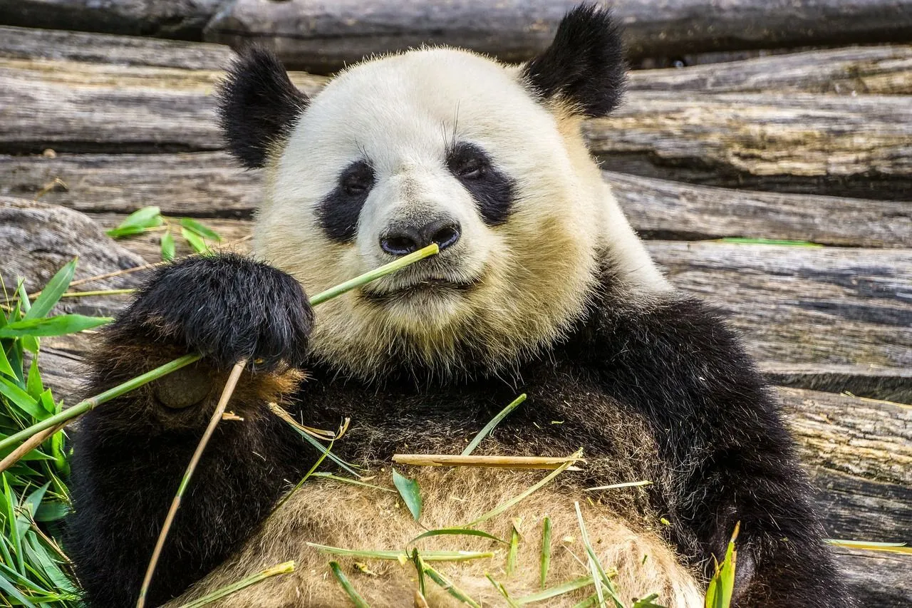 A lazy panda eating bamboo