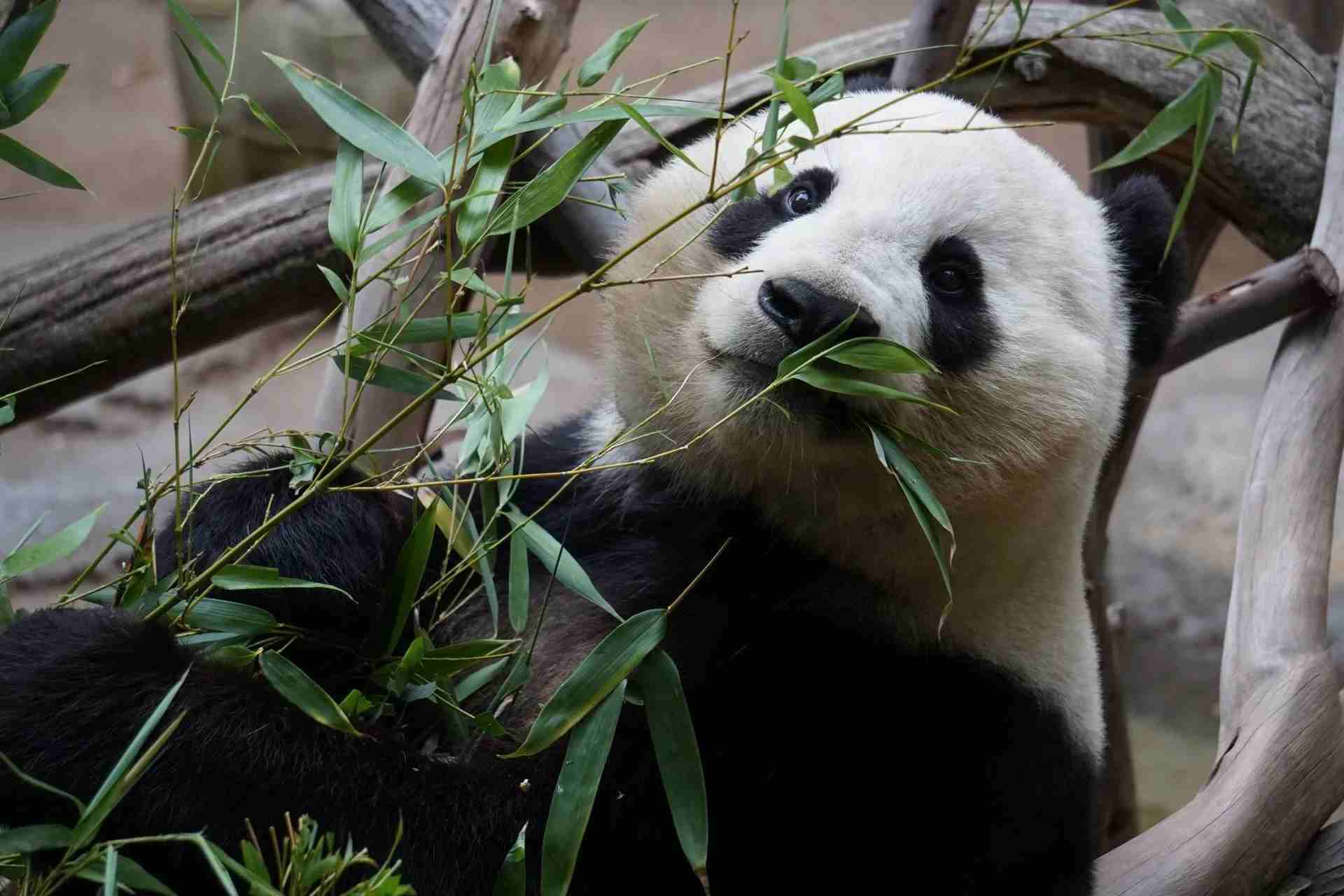 50 Perfectly Punny Panda Names | Kidadl