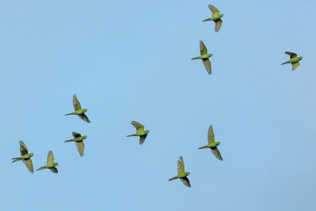 Amazon parrots can be seen in South America