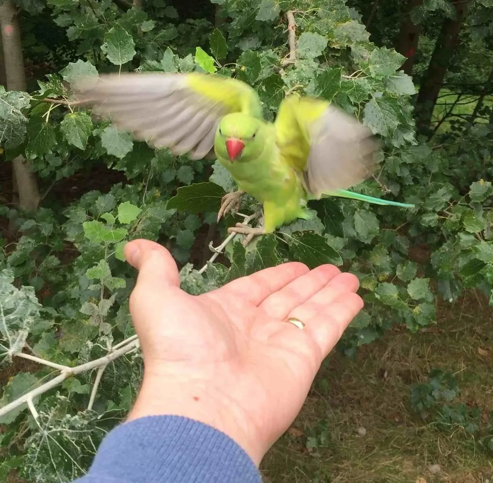 Kensington Gardens parakeet on a hand.