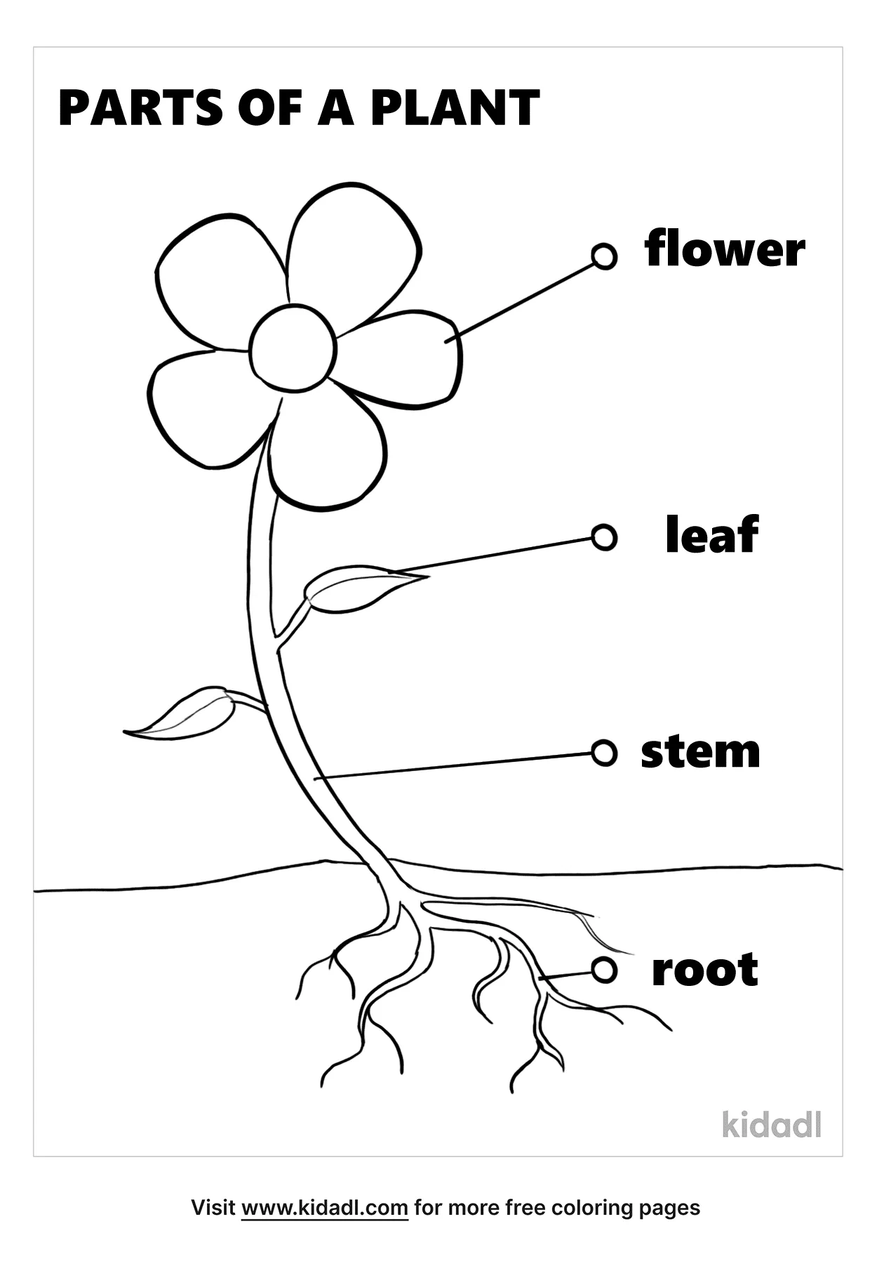Free Parts Of A Plant Coloring Page | Coloring Page Printables | Kidadl
