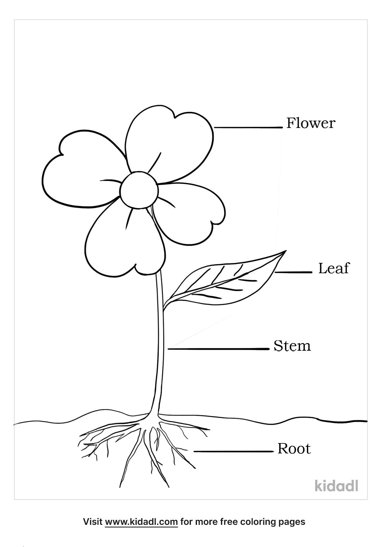 Parts Of The Plants Coloring Pages