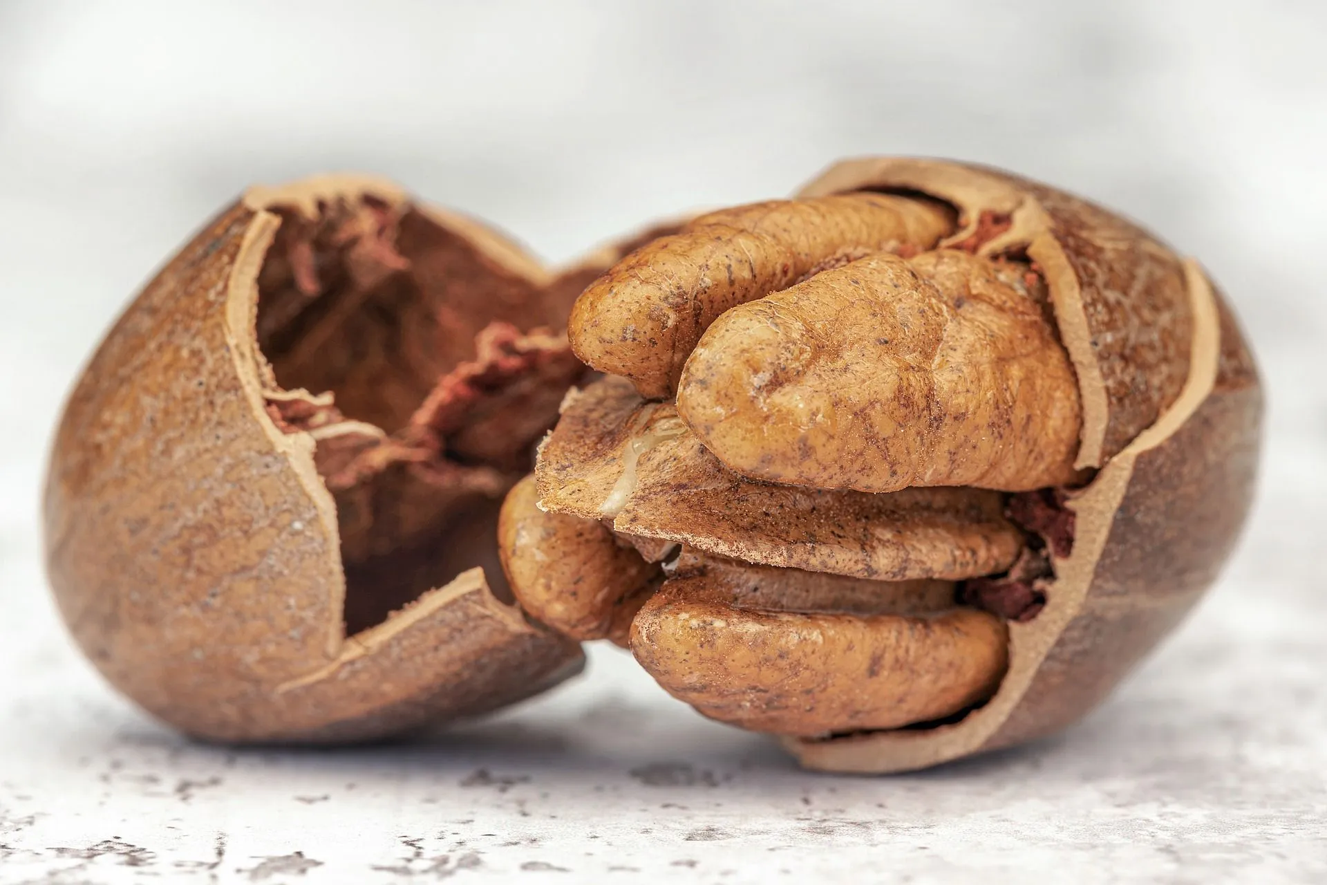 are hickory nuts safe for dogs