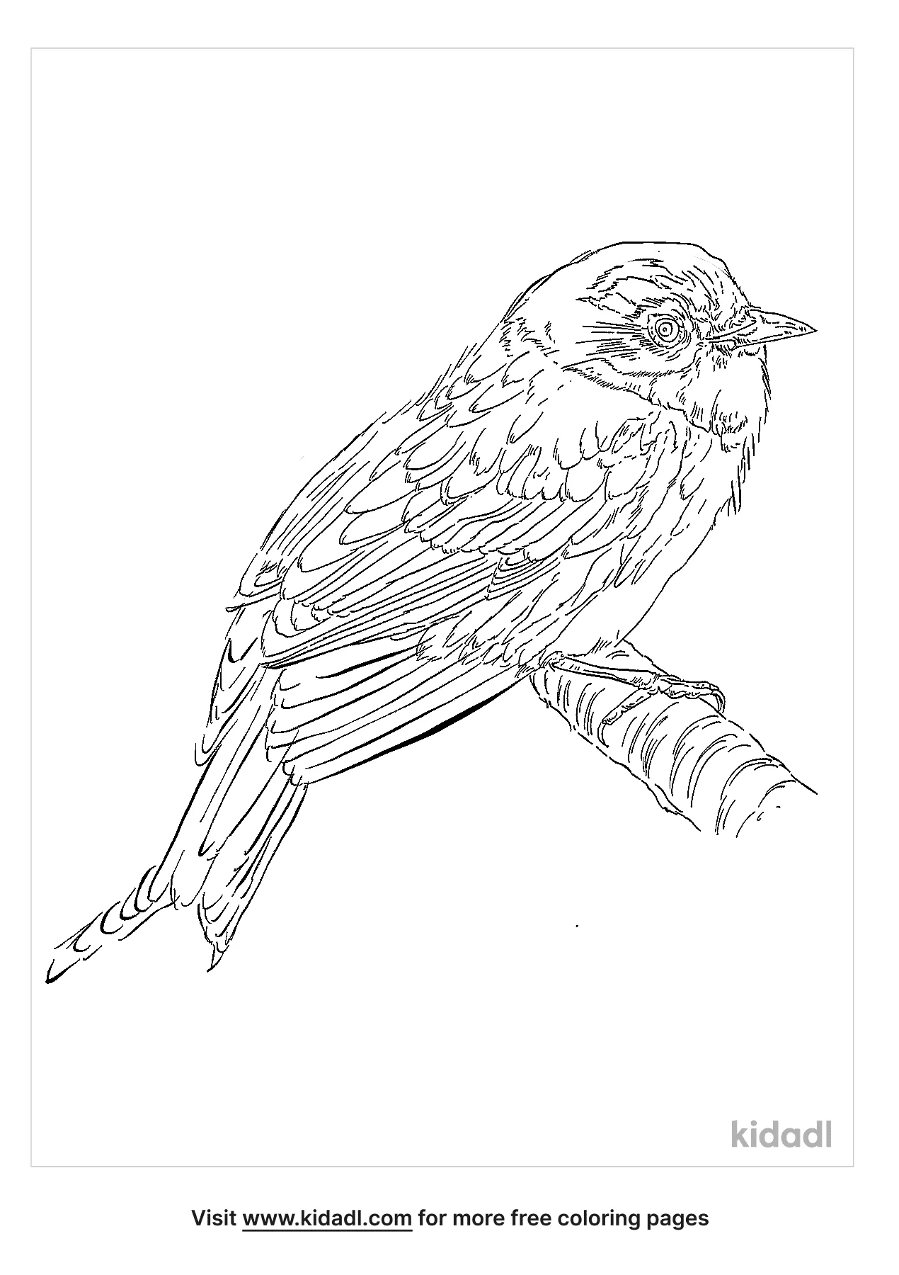 american robin coloring page