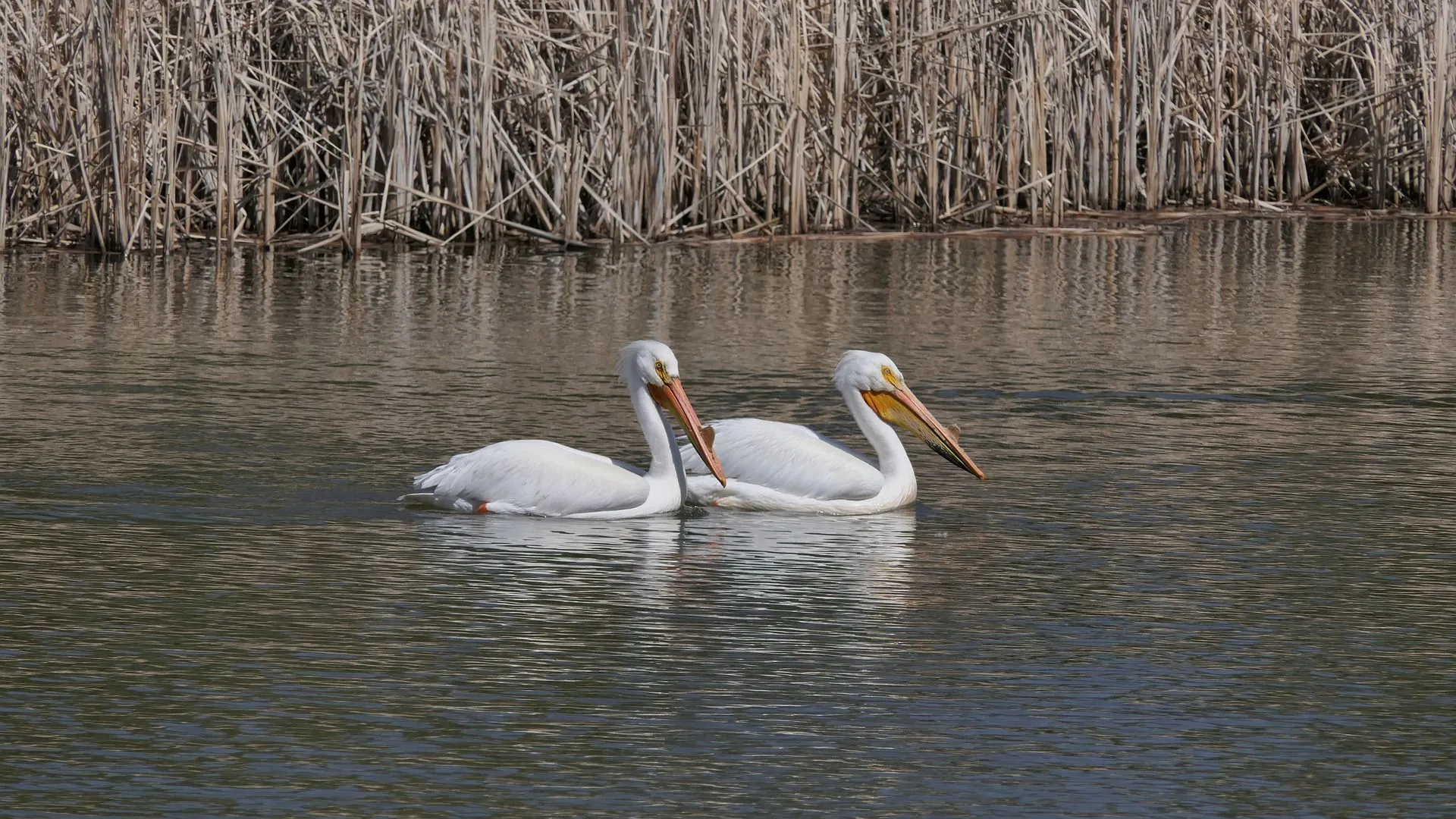 Pelicans are often found swimming in Lake Winnipeg.