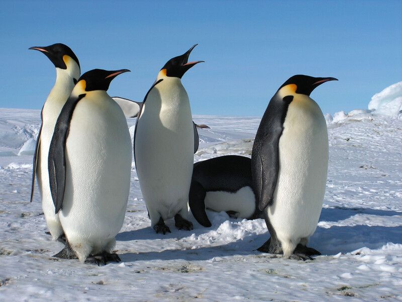 Penguins standing in the snow.