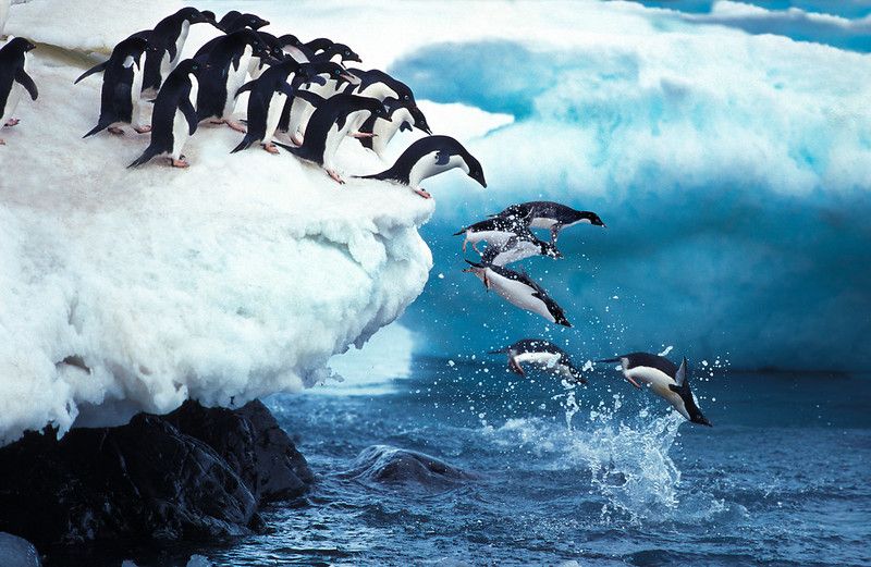 Cool Creatures: Common Animals That Live In Antarctica | Kidadl