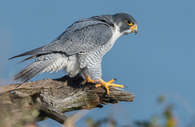 Peregrine Falcon on branch