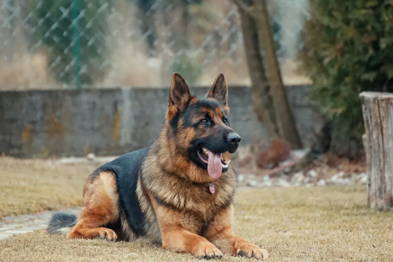 The American German Shepherd is a very loyal, intelligent, and protective dog.