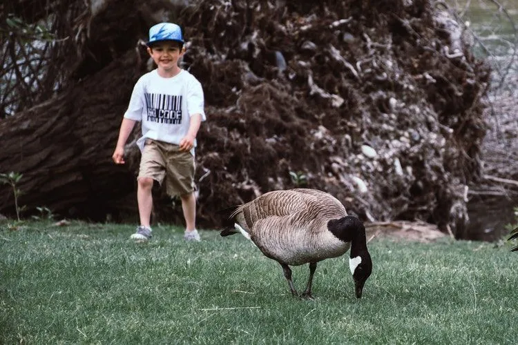A little boy walking behind a goose in his backyard