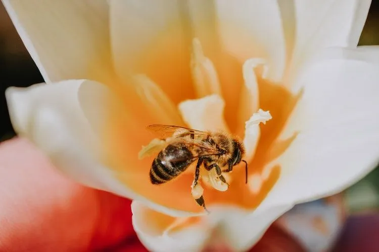 A honey bee on a white flower