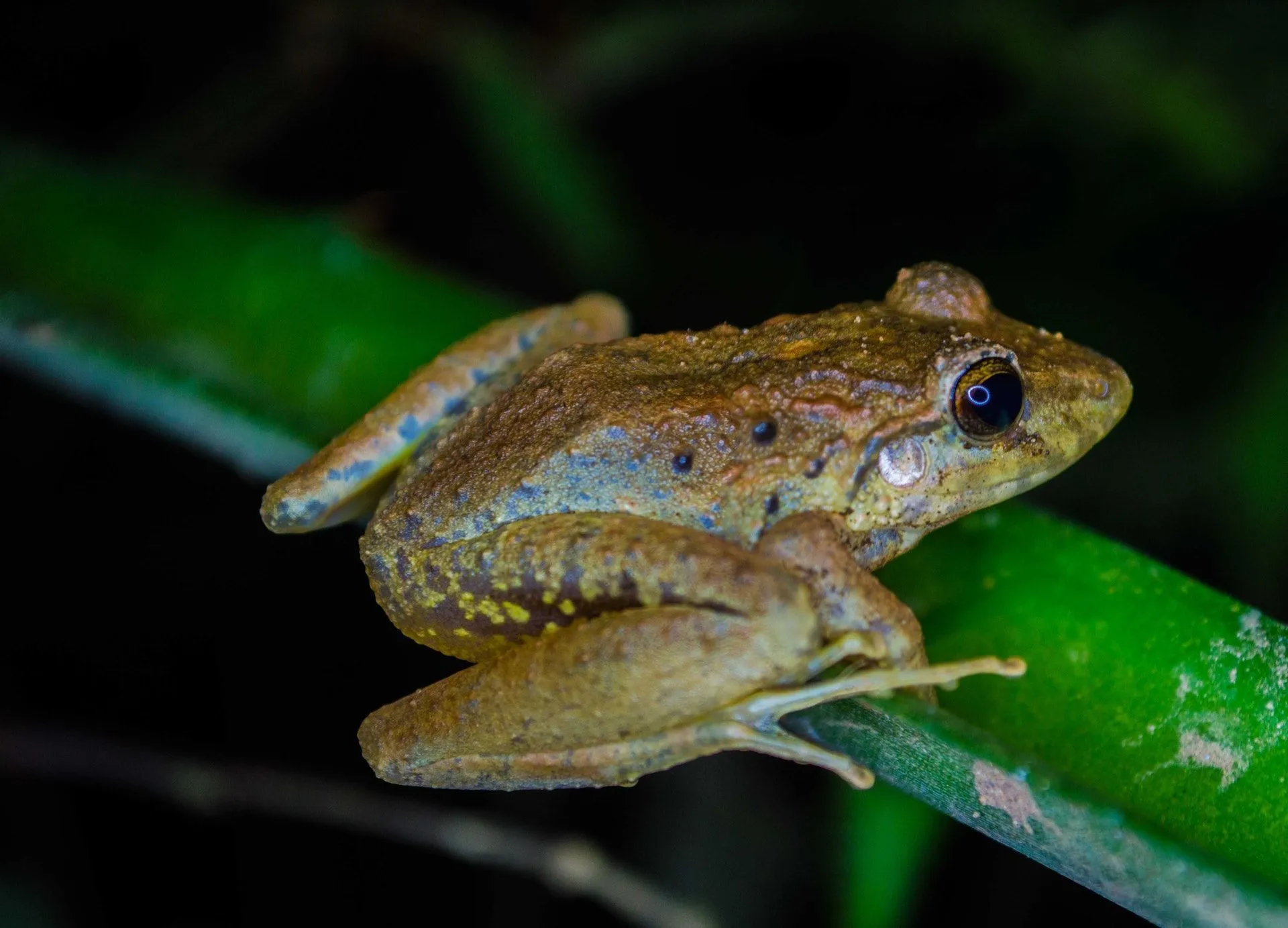 Frogs are found in every natural habitat around the world except Antarctica.
