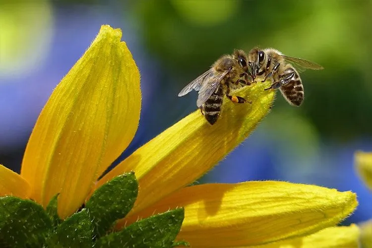Two honey bees on a yellow flower