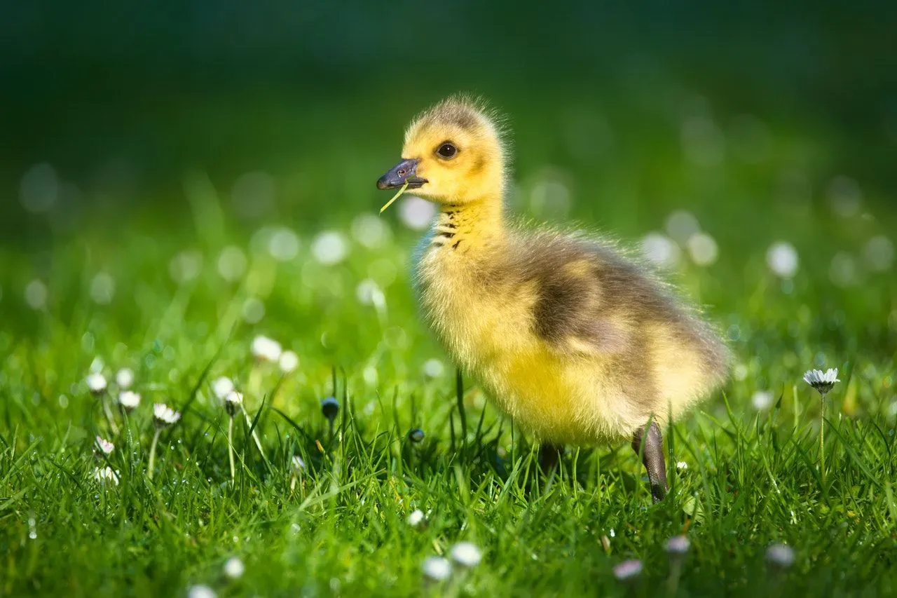 Adorable yellow and brown duckling eating grass