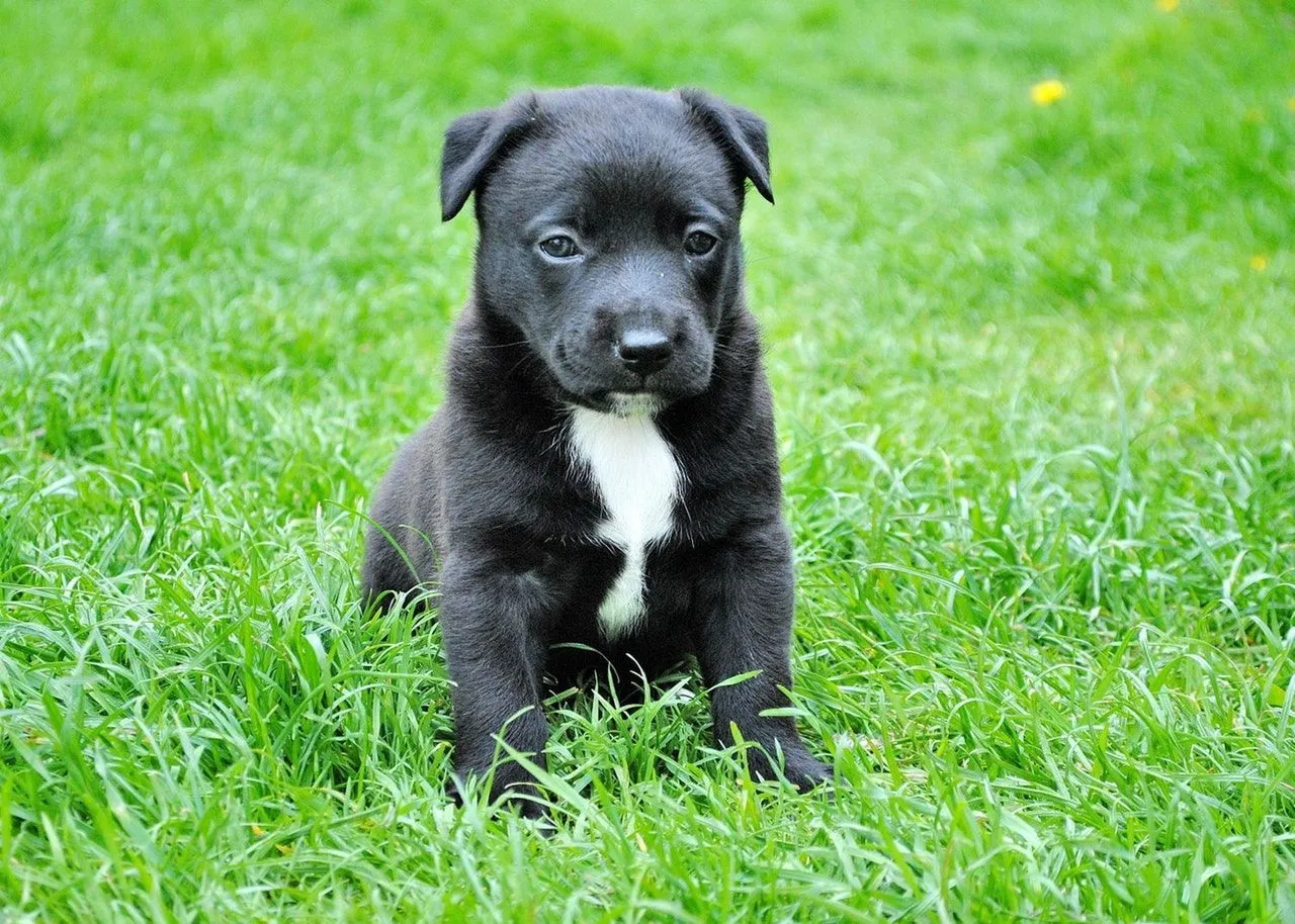 Dogs share their ancestors with wild wolves, like how humans have primates as our ancestors.